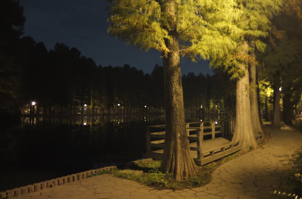 2014/11/02_夜の別所沼公園
