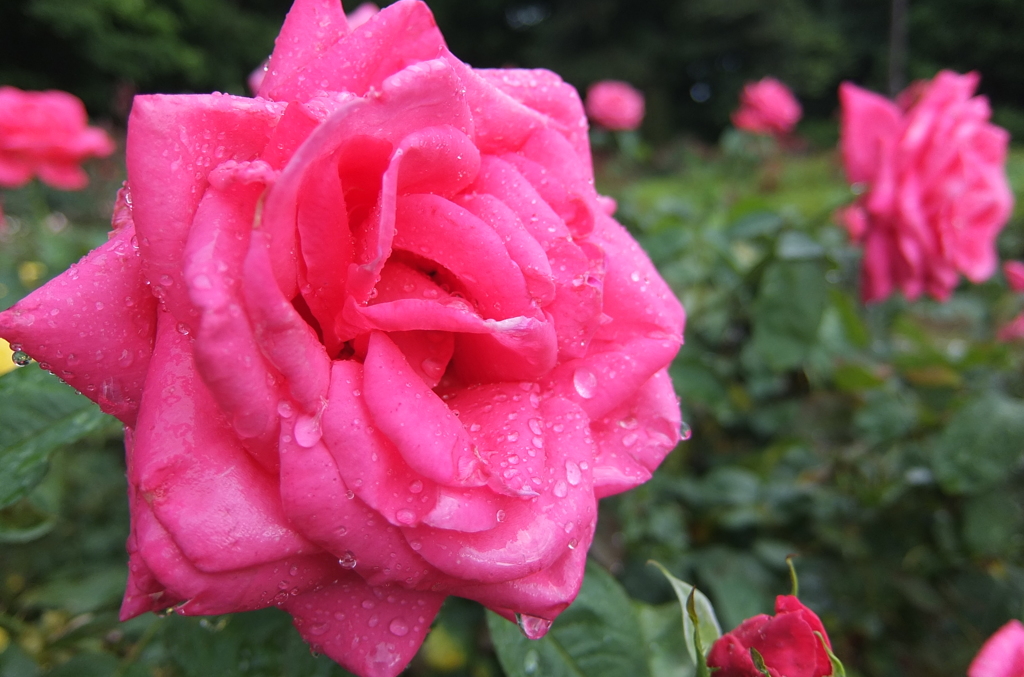2014/06/29_雨上がりの伊奈バラ園