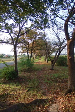 2015/09/23_散歩道