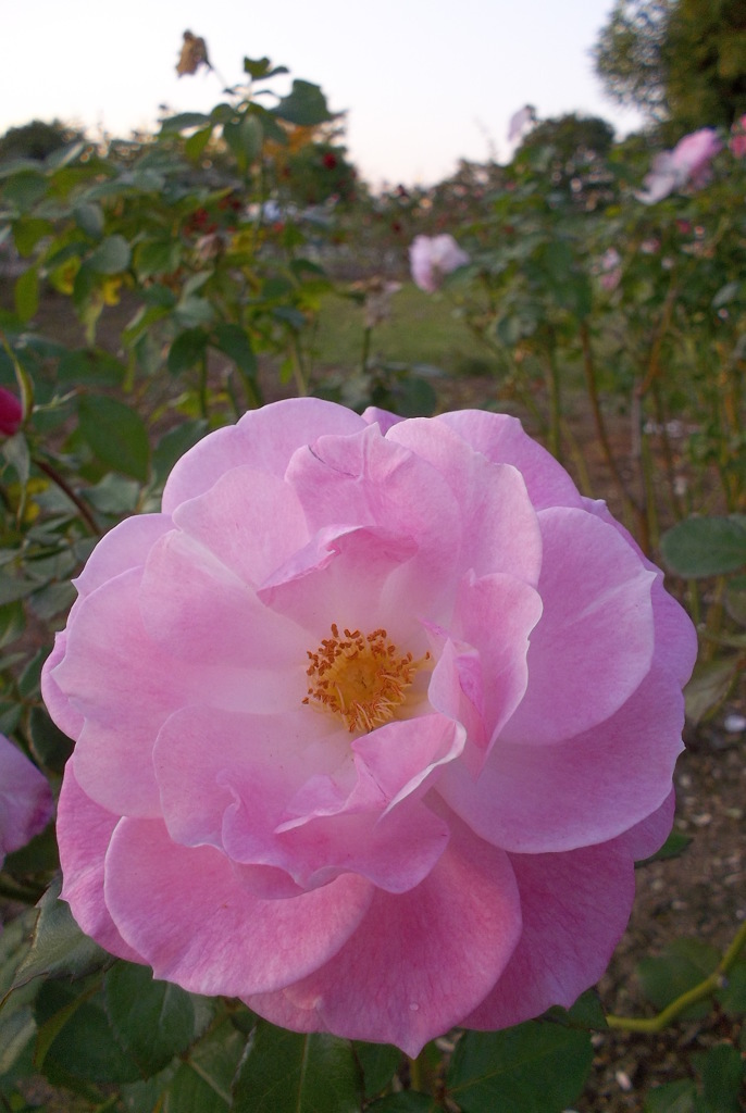 2015/10/18_伊奈バラ園の薔薇