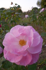 2015/10/18_伊奈バラ園の薔薇