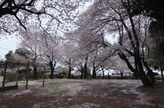 2015/04/04_氷川児童公園の桜