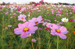 2014/10/19_コスモス畑