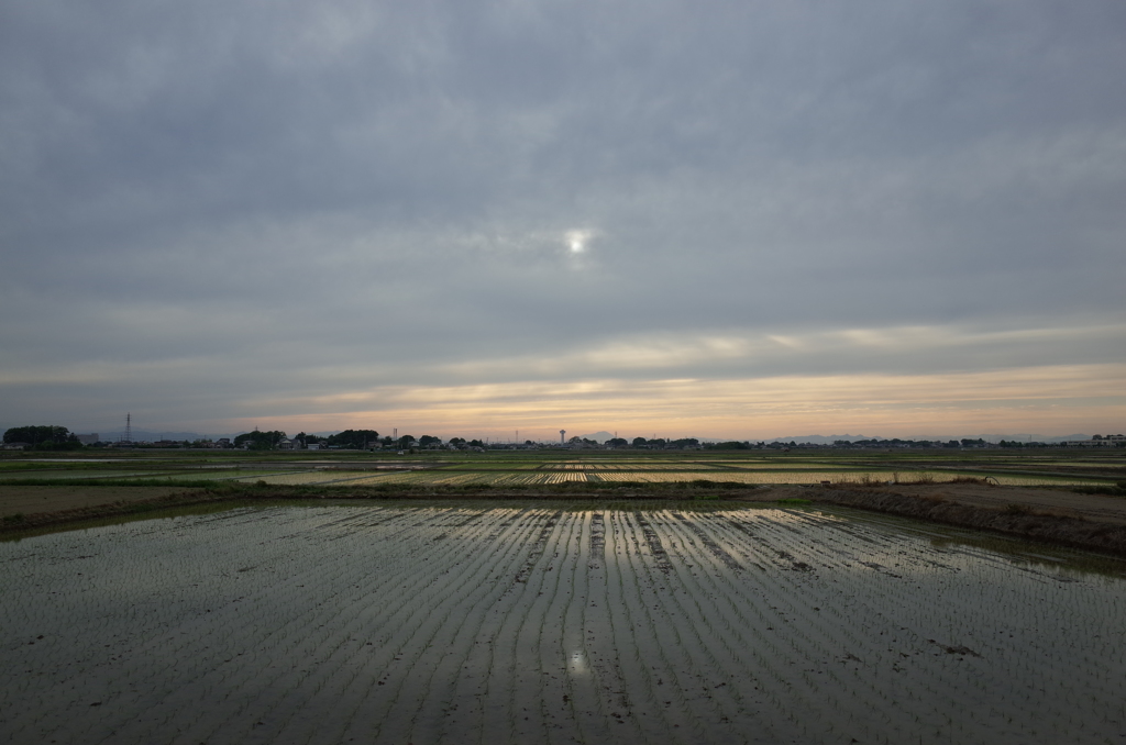 2015/05/31_水田の夕暮れ