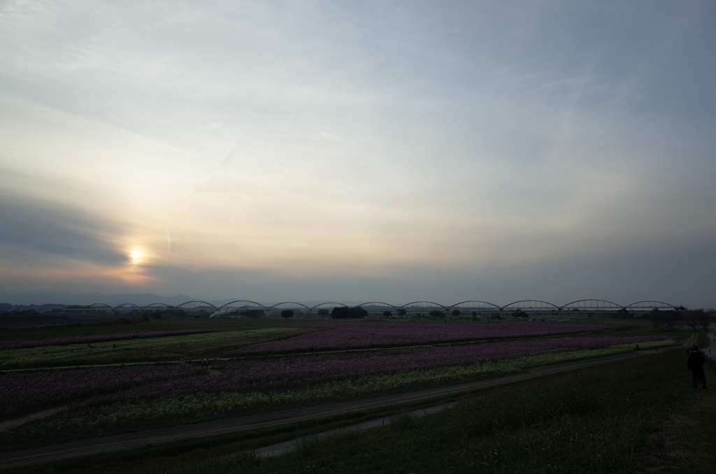 2015/11/01_夕暮れの吹上コスモス畑