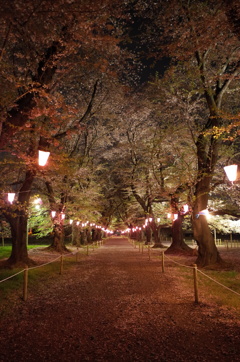 2016/04/10_小室無線山の夜桜