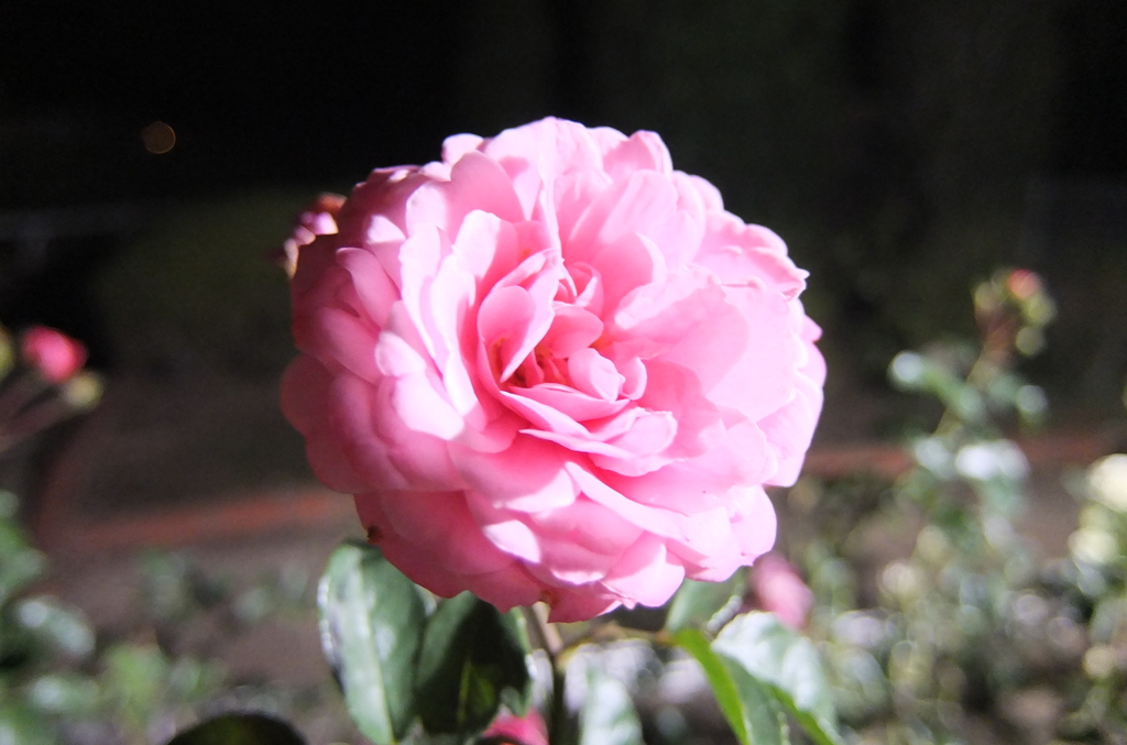 2014/11/08_夜の伊奈バラ園