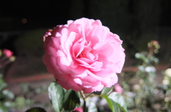 2014/11/08_夜の伊奈バラ園