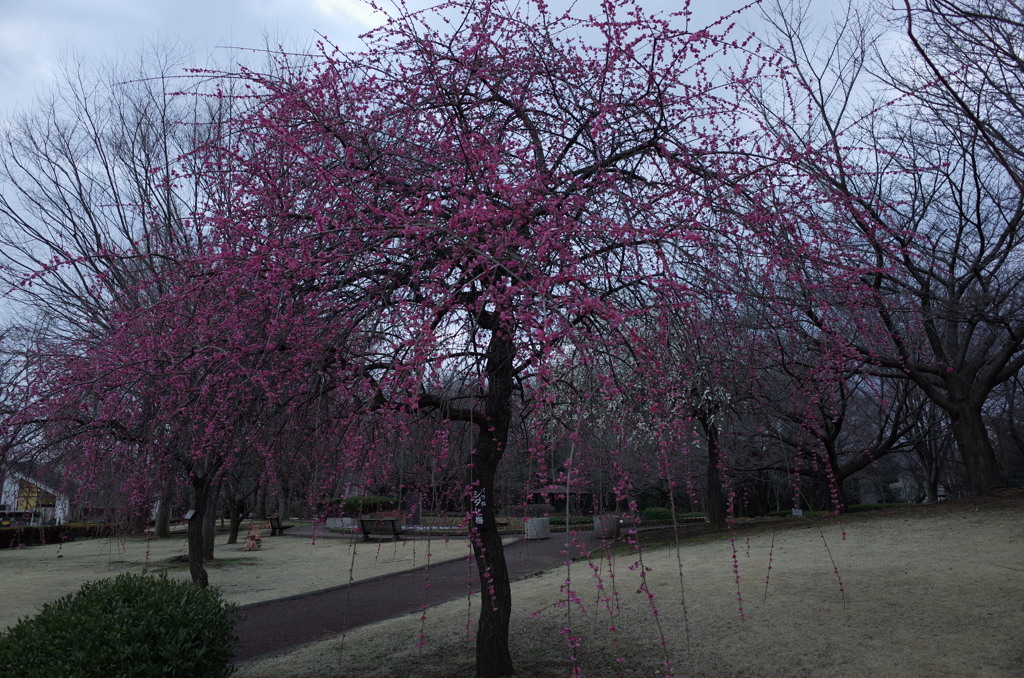 2016/02/28_花の丘農林公苑の枝垂れ梅