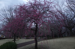 2016/02/28_花の丘農林公苑の枝垂れ梅