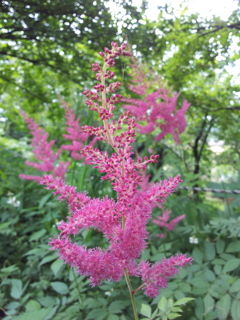 2018/06/16_天神山の花