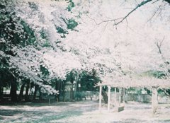 2019/04/06_氷川児童公園の桜