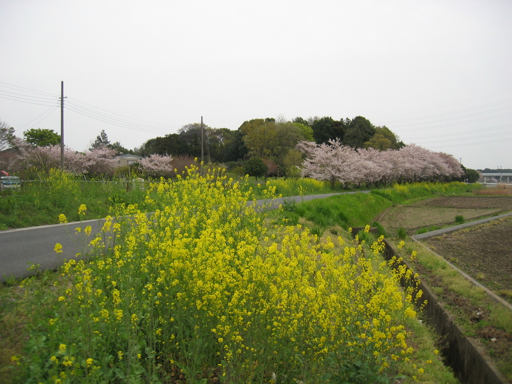 2016/04/10_見沼代用水の桜と菜の花