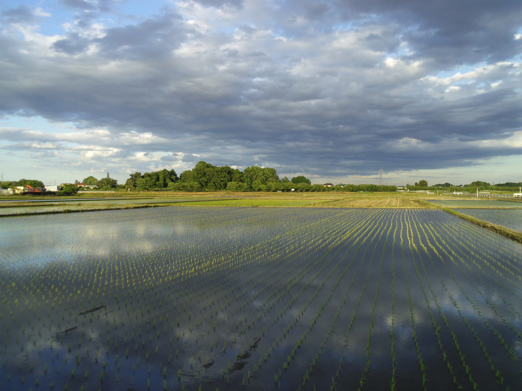 2017/06/04_水田に雲