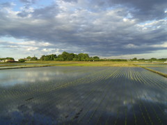 2017/06/04_水田に雲