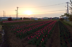 2016/04/10_夕暮れの花のオアシス