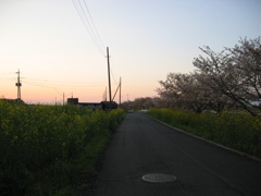 2017/04/15_夕暮れの菜の花と桜の道