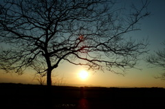 2014/03/15_夕暮れの木