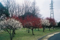 2016/02/28_花の丘農林公苑の紅白梅