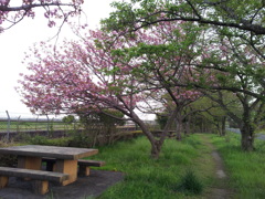 2016/04/16_見沼代用水の八重桜