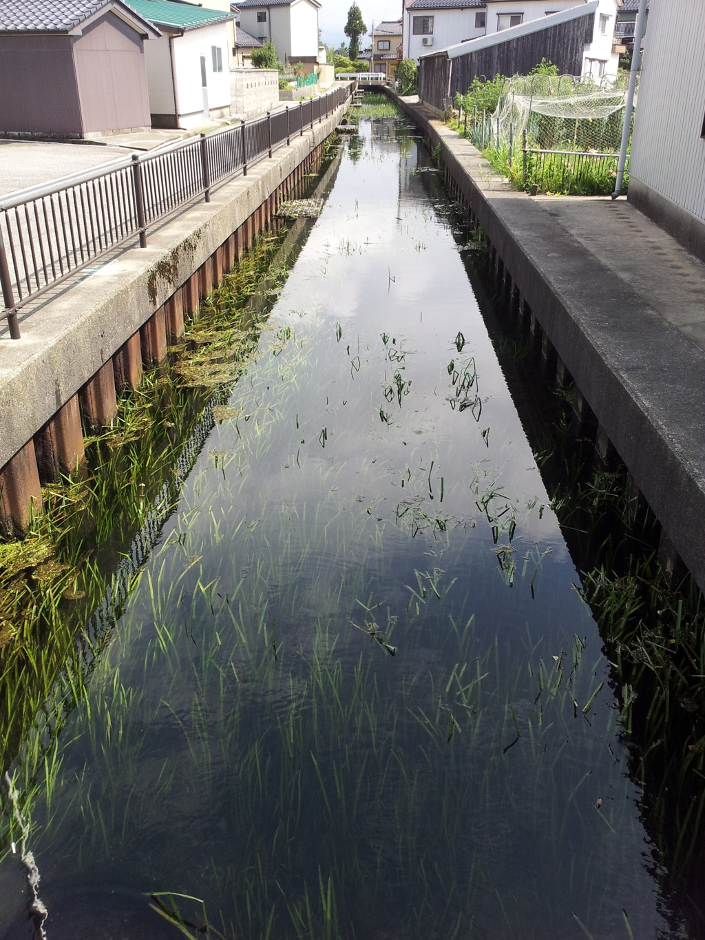 2017/08/11_背戸川