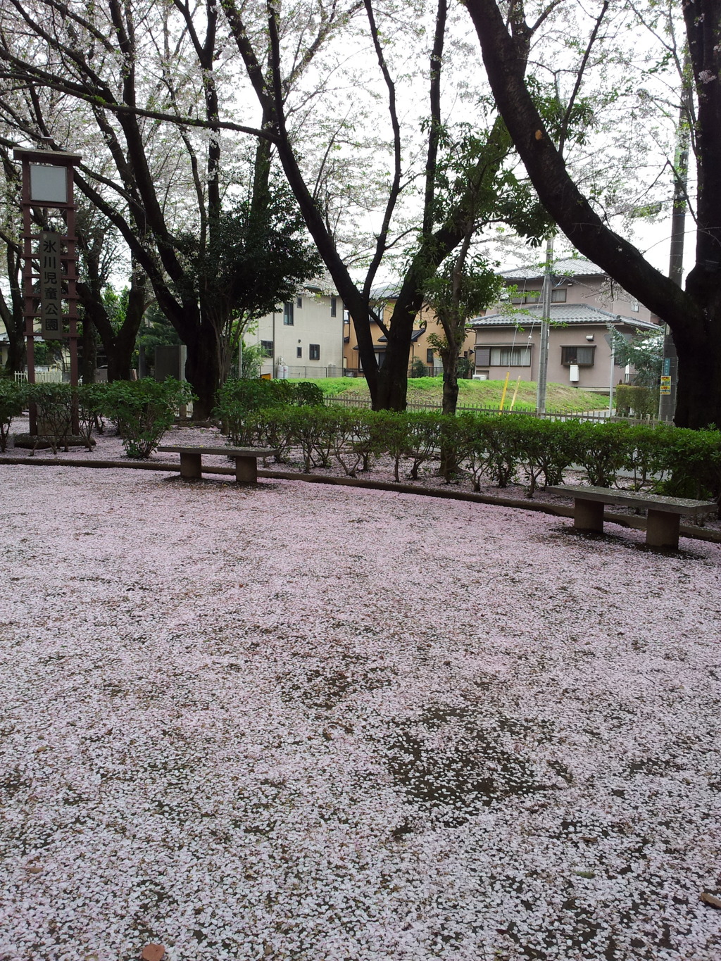 2016/04/10_氷川児童公園の桜