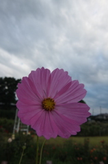 2014/06/29_伊奈バラ園のコスモス