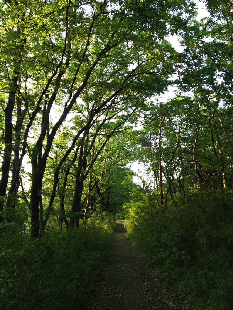 2016/04/30_トロッコ公園の木立ち