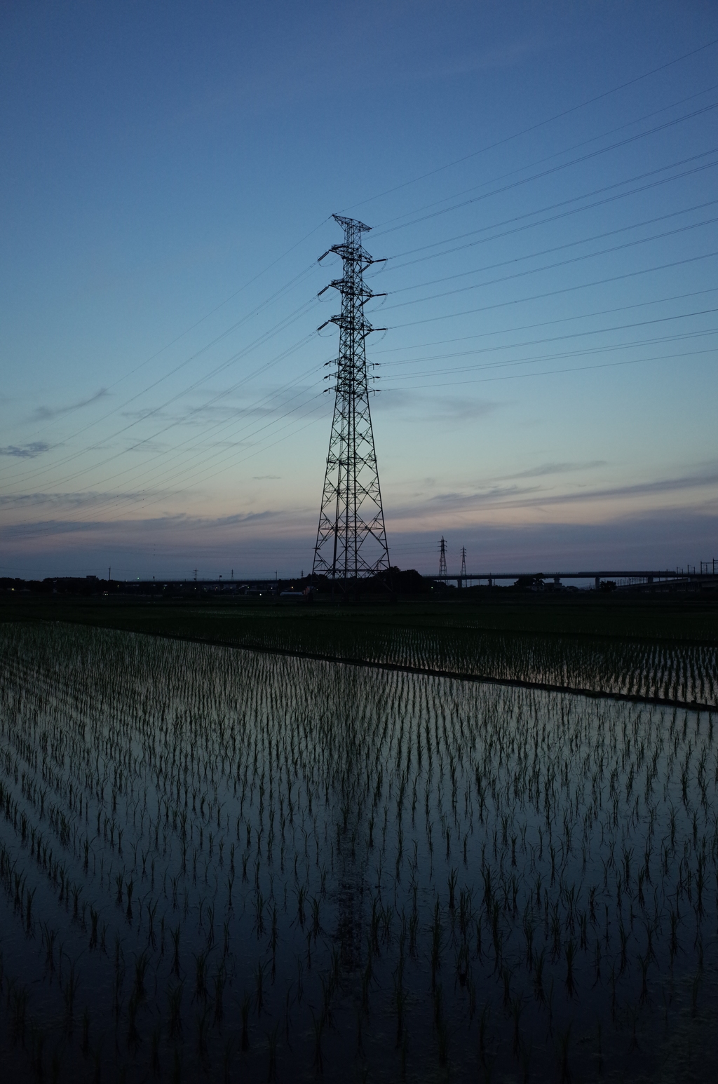 2016/06/18_水田の夕暮れ