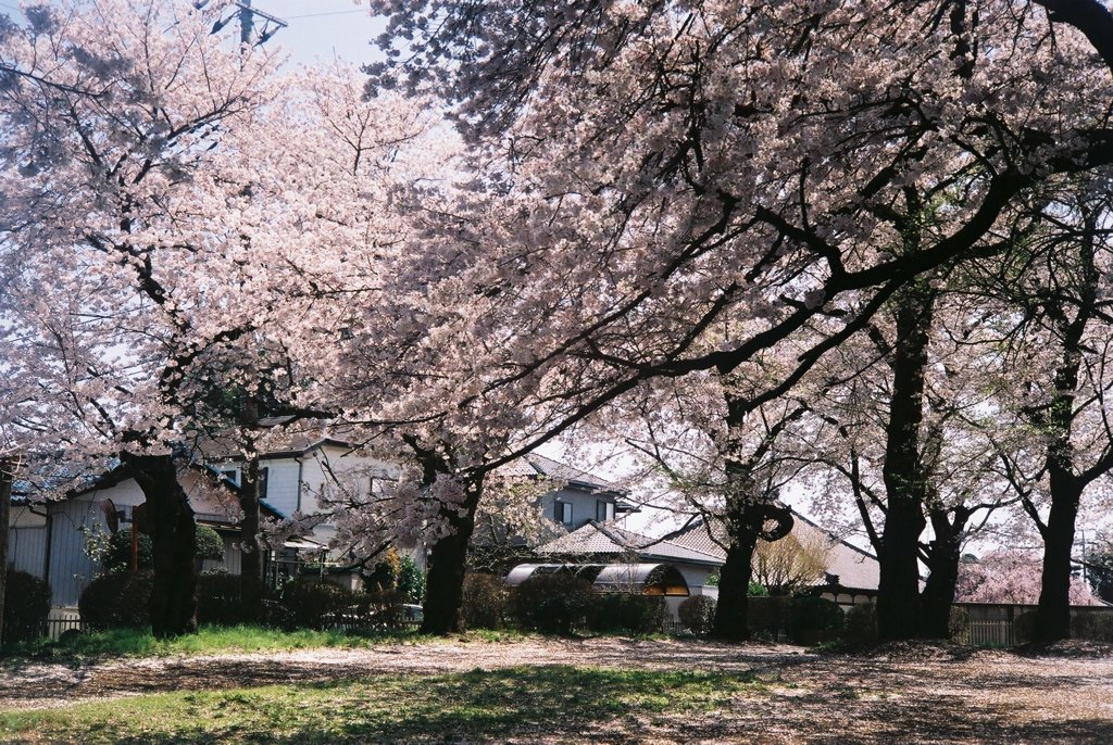2019/04/06_氷川児童公園の桜