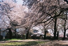 2019/04/06_氷川児童公園の桜