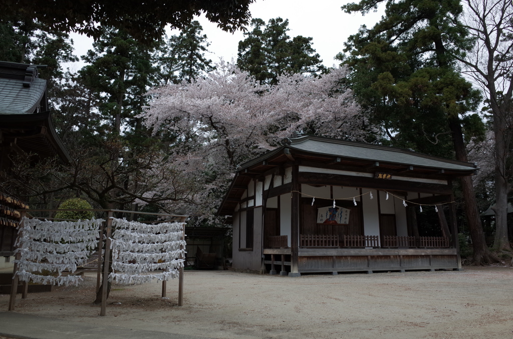 2015/04/04_小室氷川神社の桜