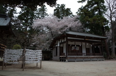 2015/04/04_小室氷川神社の桜