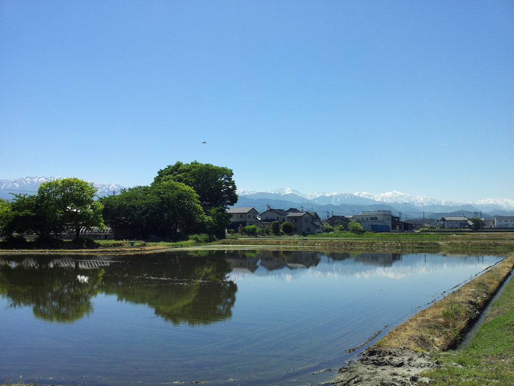 2017/05/19_水田に立山連峰