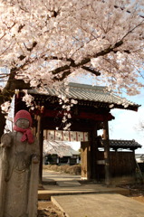 2014/04/05_観蔵院の桜