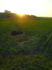 2016/10/15_田んぼの夕暮れ