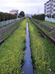 2017/04/09_芝川の菜の花