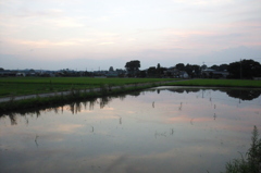 2015/07/25_水田の夕暮れ