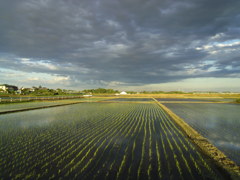 2017/06/04_水田に雲