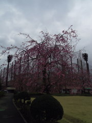2017/04/01_上平公園の花