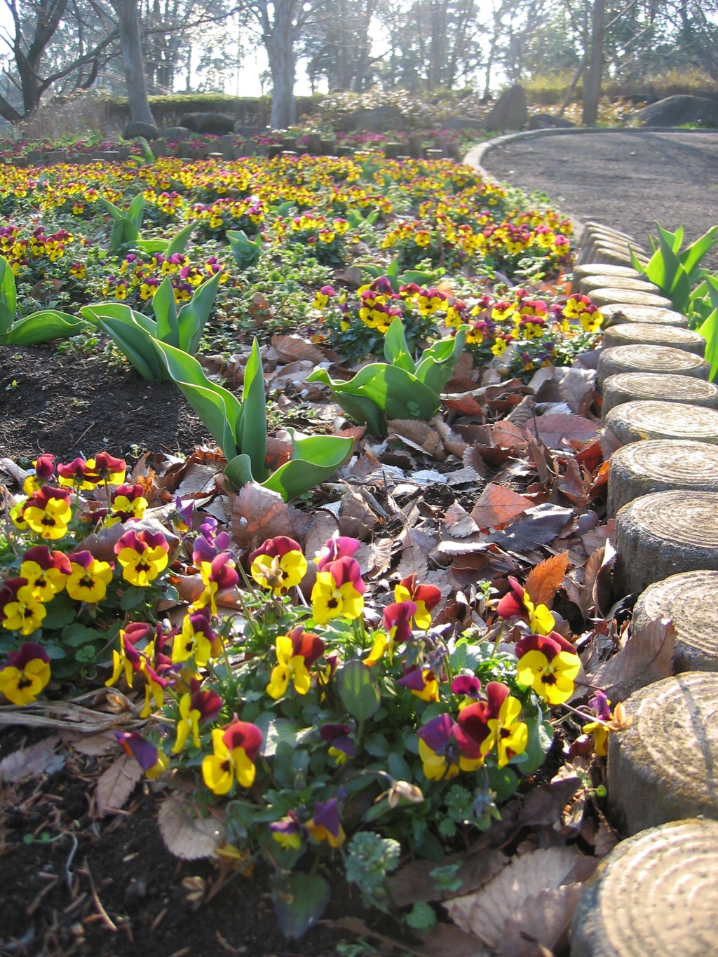 2016/03/19_花の丘農林公苑のビオラ