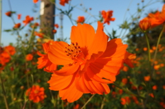 2015/09/22_キバナコスモス