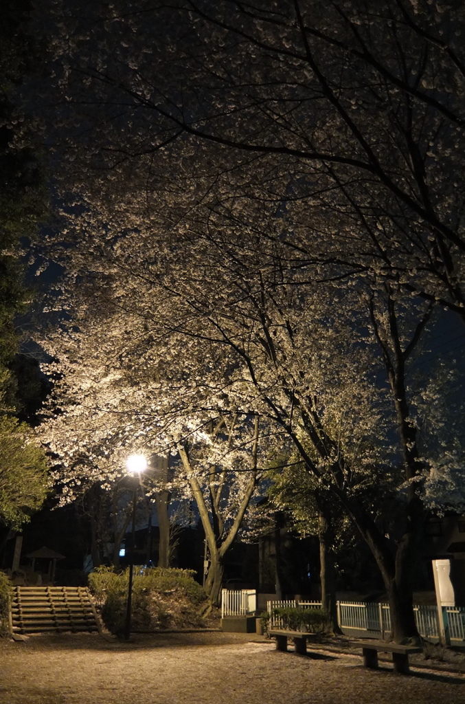 2014/04/05_氷川児童公園の夜桜