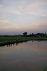 2015/07/25_水田の夕暮れ