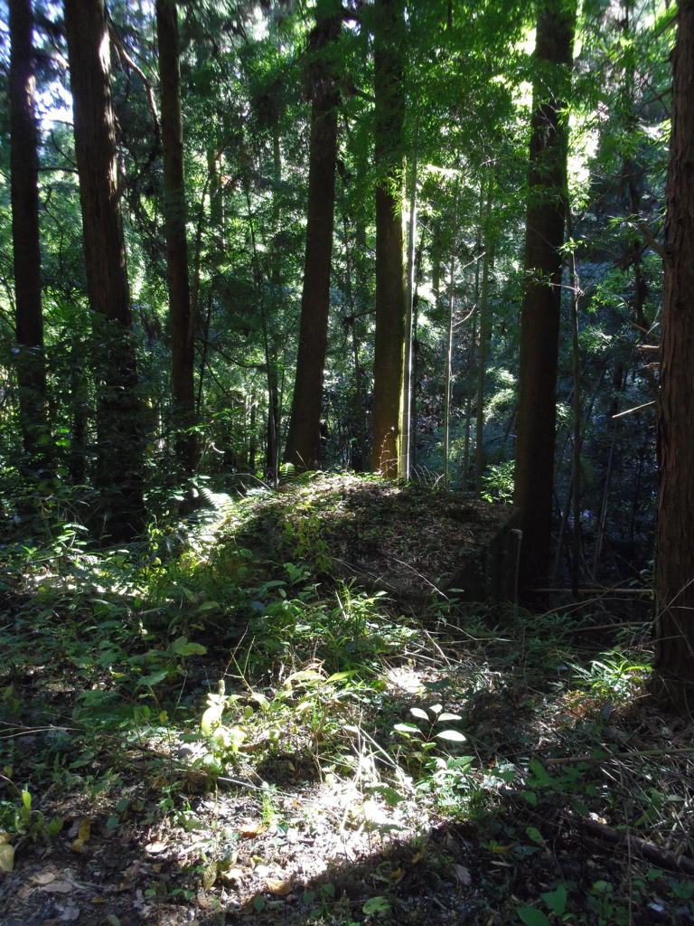 2017/11/12_木漏れ日