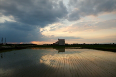 2016/06/26_水田の夕暮れ