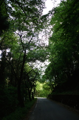 2015/05/04_林道