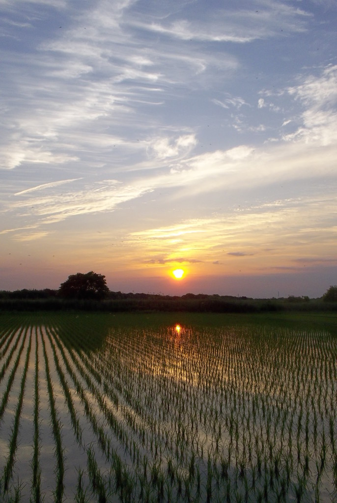2015/05/24_水田に夕日