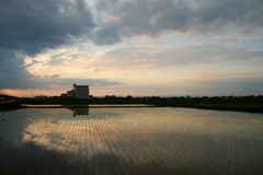 2016/06/26_水田の夕暮れ