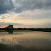 2016/06/26_水田の夕暮れ